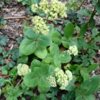 Grand orpin, Herbe à la coupure, Grand sédum