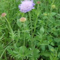 Knautie des champs, Oreille-d’âne, Fleur des veuves, Scabieuse knautia