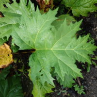 Rhubarbe palmée , Rhubarbe d&rsquo;Asie, Rhubarbe d&rsquo;ornement, Rhapontic