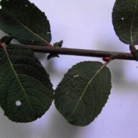 Saule à oreillettes, Saule Petit Marsault