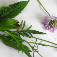 Scabieuse colombaire , Scabieuse des prés, Bonnet bleu