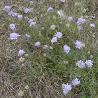 Scabieuse blanchâtre, Scabieuse odorante