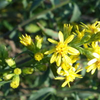 Solidage verge d’or, Solidage des bois, Herbe-des-juifs