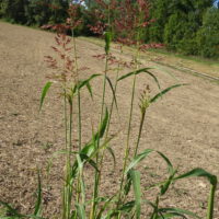 Sorgho d’Alep, Herbe de Cuba, Herbe de Guinée, Houlque d’Alep