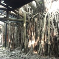 Figuier des banians, Figuier du Bengale, Banyan