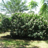 Marronnier de californie, Pavier de Californie, Buckeye de Californie