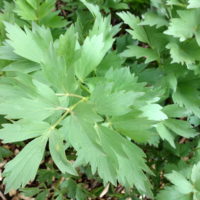 Livèche, Ache des montagnes, Céleri bâtard, Céleri perpétuel, Herbe à Maggi