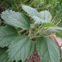 Rami à feuilles de platane, Fausse ortie du Japon, Ortie à feuille de sycomore