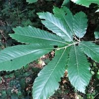 Châtaignier commun, Arbre à pain, « Gland de Zeus »