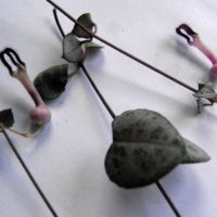 Céropégie de Wood, Chaîne des cœurs