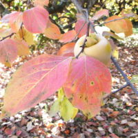 Kaki, Plaqueminier du Japon, Figuier caque