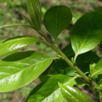 Plaqueminier lotier, Plaqueminier du Levant, Arbre lotus