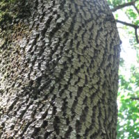 Plaqueminier de Virginie