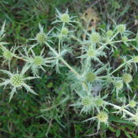 Panicaut des champs, Chardon roulant