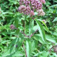 Eupatoire chanvrine, Chanvre d’eau Herbe de Ste Cunégonde, Eupatoire d’Avicenne