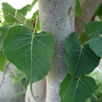 Figuier religieux, Figuier des pagodes,  Pipal