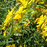 Genêt des teinturiers, Herbe à jaunir