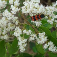 Troène du Japon, Troène luisant, Troène de Chine