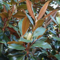 Magnolia à grandes fleurs, Magnolier à grandes fleurs, Laurier-Tulipier