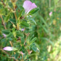 Bugrane épineuse, Arrête-boeuf, Bougrane