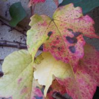 Vigne-vierge de Virginie, et Vigne-vierge du Japon, Vigne-vierge à 3 pointes, Lierre du Japon
