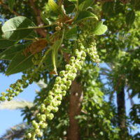 Phytolaque dioïque, Bélombra