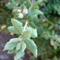 Chêne-liège, Surier