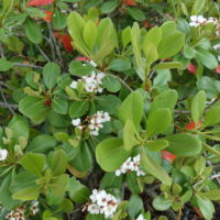 Rhaphiolepis du Japon