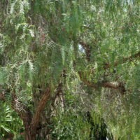 Schinus molle, Faux-poivrier odorant, Poivrier du Pérou