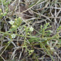 Thésion divariqué, Thésion étalé