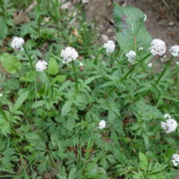 Valériane dioïque, Petite Valériane