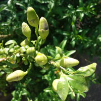 Boîte épineuse du Chili