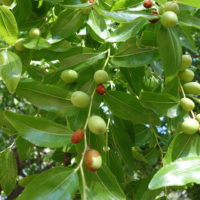 Jujubier commun, Guindanlier, Circoulier