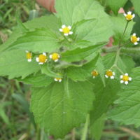 Galinsoga quadriradié, Galinsoga cilié, Galinsoge quadriradiée