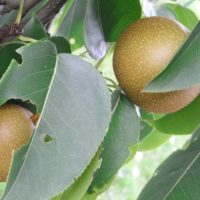 Nashi, Poire des sables