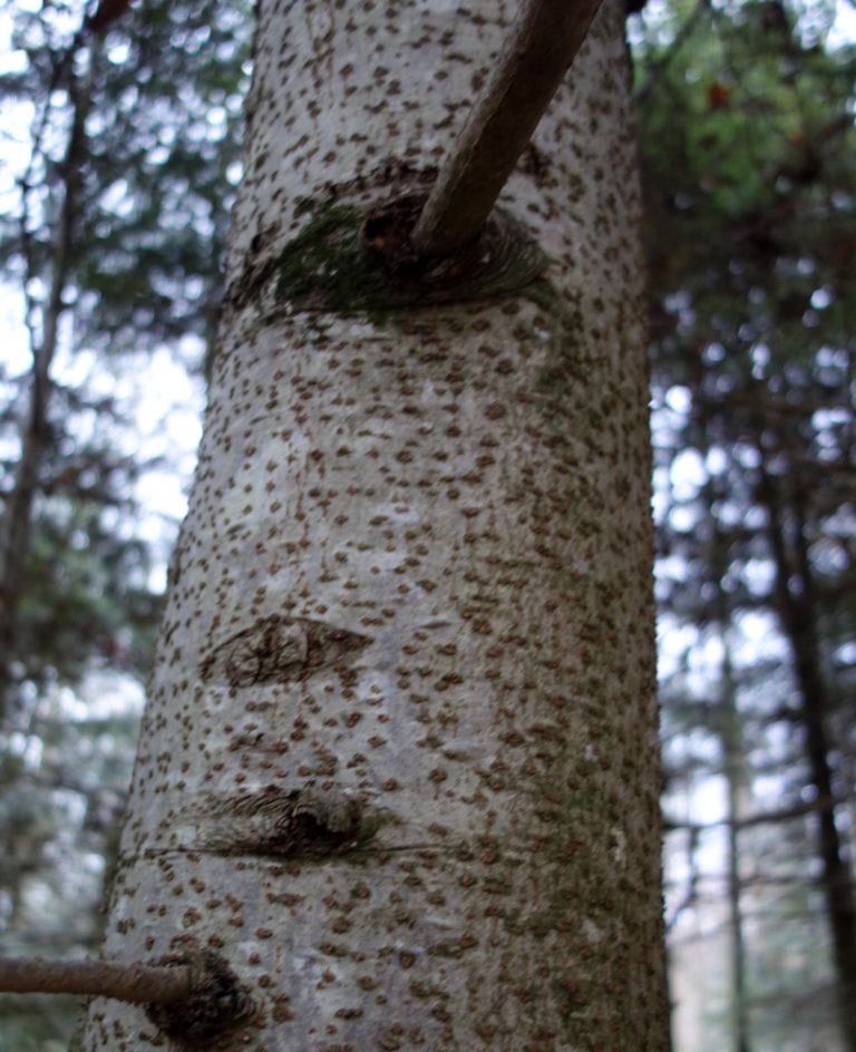 Sapin commun, Sapin pectiné, Sapins des Vosges, Sapin blanc Ma Botanique