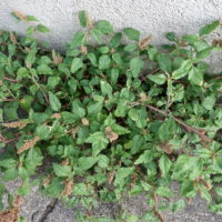 Amarante couchée, Amarante étalée, Amarante d’Argentine