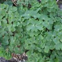 Ancolie vulgaire, Colombine, Doigt de Notre-Dame