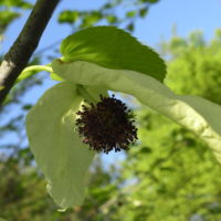 Arbre aux pochettes, Dove tree