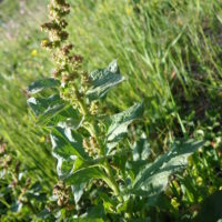 Chénopode bon-Henri, Ansérine bon-Henri, Arroche bon-Henri, Toute-bonne