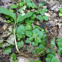 Muguet de mai, Grillet, Lis des bois, Gazon du Parnasse