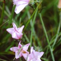 Liseron de Biscaye, Liseron de Cantabrie,