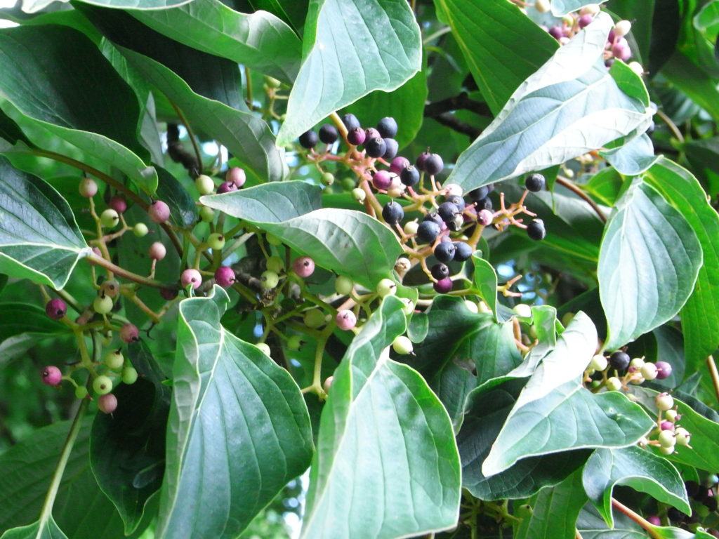 Cornouiller à feuilles alternes – Ma Botanique
