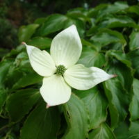 Cornouiller du Japon, Arbre aux fraises, Kousa