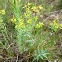 Euphorbe de Séguier