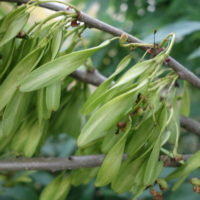 Frêne commun, Gaïac d’Europe, Quiquina d’Europe