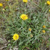 Inule des montagnes, « Arnica de l’Ain »