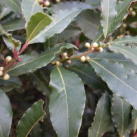 Laurier-sauce, Laurier noble, Laurier d’Apollon