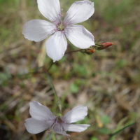Lin à feuilles tenues, Lin à petites feuilles
