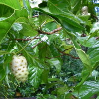 Murier indien, Nono, Murier de Java, Pomme-chien